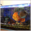 観賞用熱帯魚 観賞用熱帯魚